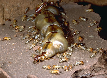 reine termite